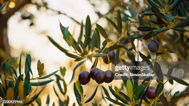 ripe olives hanging on lush olive tree branches - grove stock pictures, royalty-free photos & images