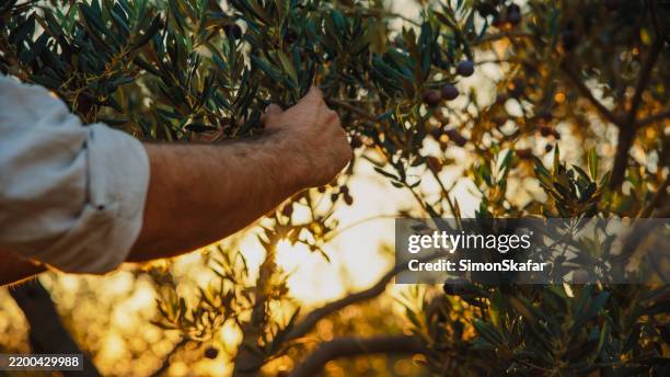 mani che raccolgono olive mature al tramonto - oliva foto e immagini stock