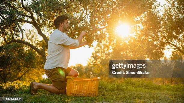 handsome caucasian male harvesting olives at golden hour - grove stock pictures, royalty-free photos & images