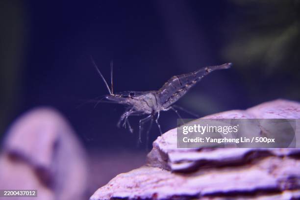 Chengdu Insects 54,816 Chengdu Photos Stock Photos, High-Res Pictures, and Images ...