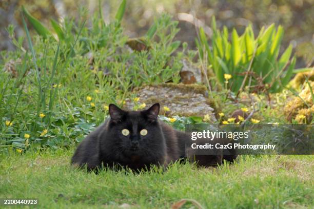black ragdoll kitten playing in garden - black rag doll stock pictures, royalty-free photos & images