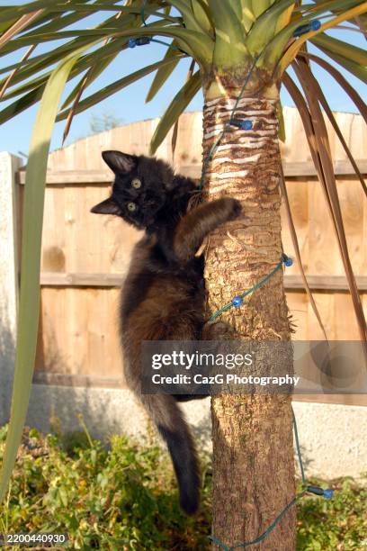black ragdoll kitten playing in garden - black rag doll stock pictures, royalty-free photos & images