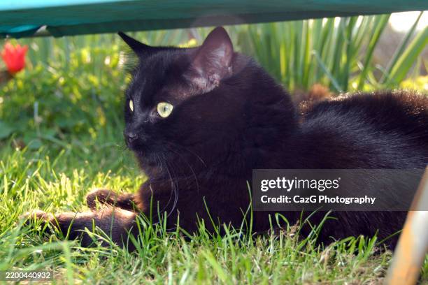 black ragdoll kitten playing in garden - black rag doll stock pictures, royalty-free photos & images