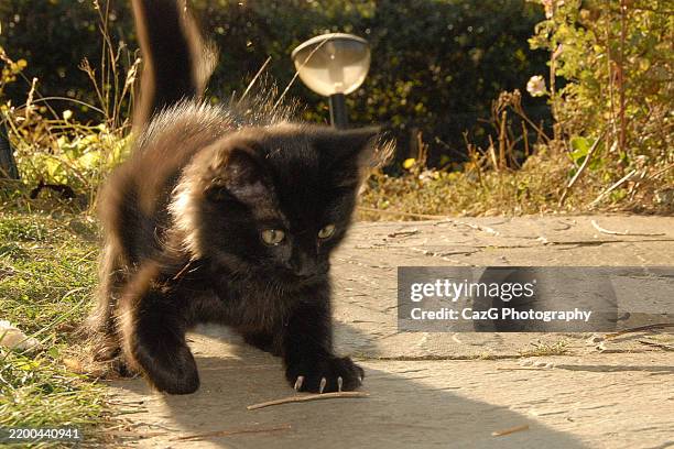 black ragdoll kitten playing in garden - black rag doll stock pictures, royalty-free photos & images