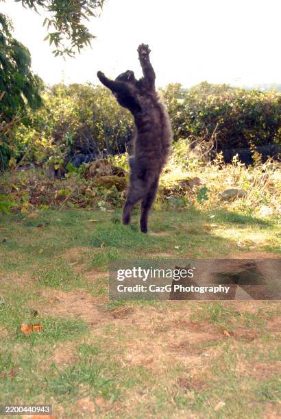 black ragdoll kitten playing in garden - black rag doll stock pictures, royalty-free photos & images