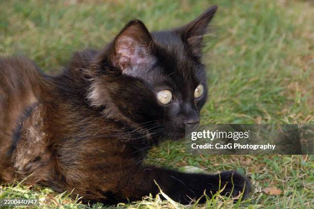 black ragdoll kitten playing in garden - black rag doll stock pictures, royalty-free photos & images