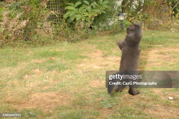 black ragdoll kitten playing in garden - black rag doll stock pictures, royalty-free photos & images