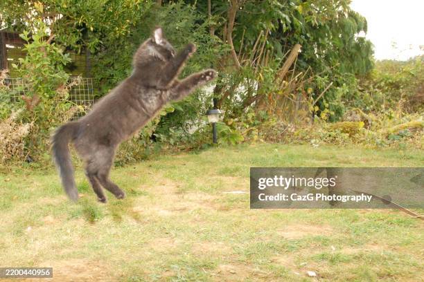black ragdoll kitten playing in garden - black rag doll stock pictures, royalty-free photos & images