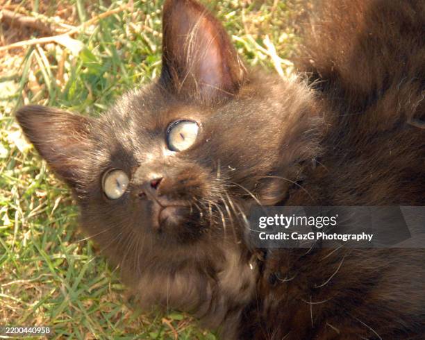 black ragdoll kitten playing in garden - black rag doll stock pictures, royalty-free photos & images