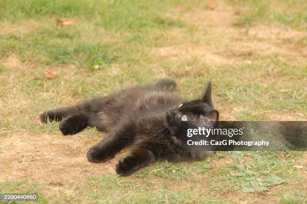 black ragdoll kitten playing in garden - black rag doll stock pictures, royalty-free photos & images