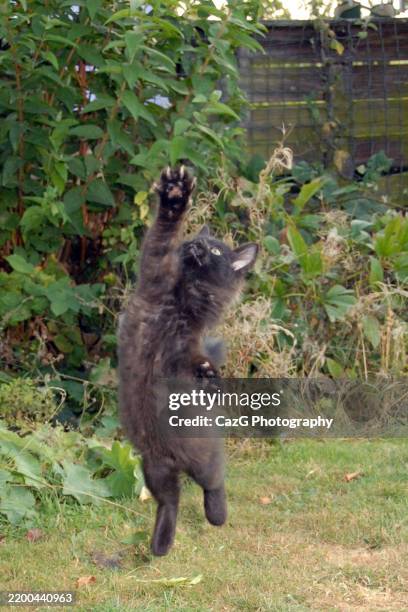 black ragdoll kitten playing in garden - black rag doll stock pictures, royalty-free photos & images
