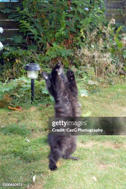black ragdoll kitten playing in garden - black rag doll stock pictures, royalty-free photos & images