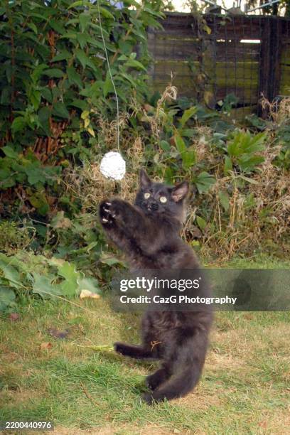 black ragdoll kitten playing in garden - black rag doll stock pictures, royalty-free photos & images