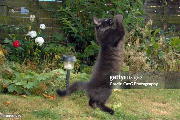 black ragdoll kitten playing in garden - black rag doll stock pictures, royalty-free photos & images