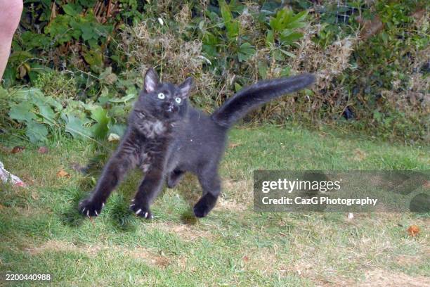 black ragdoll kitten playing in garden - black rag doll stock pictures, royalty-free photos & images