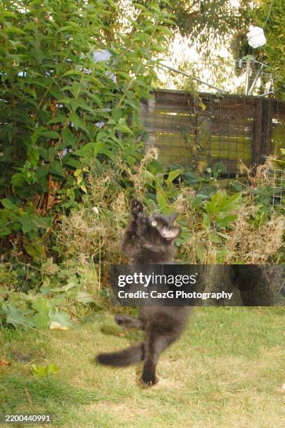 black ragdoll kitten playing in garden - black rag doll stock pictures, royalty-free photos & images