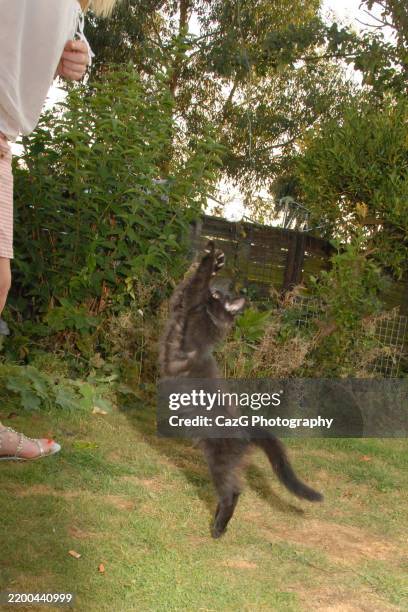 black ragdoll kitten playing in garden - black rag doll stock pictures, royalty-free photos & images
