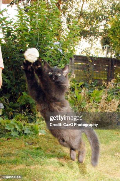 black ragdoll kitten playing in garden - black rag doll stock pictures, royalty-free photos & images