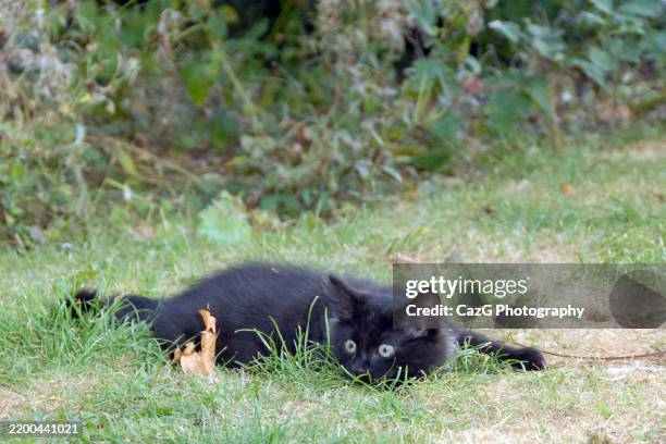 black ragdoll kitten playing in garden - black rag doll stock pictures, royalty-free photos & images