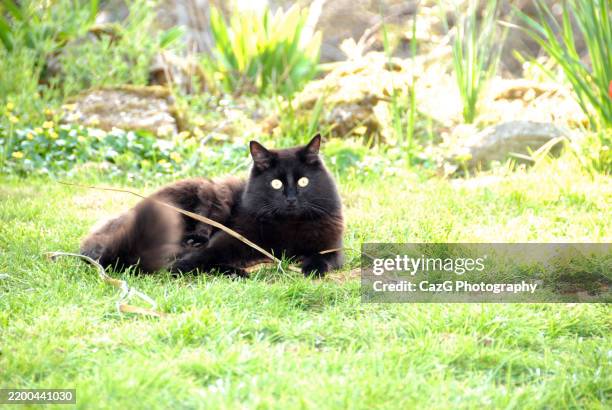 black ragdoll kitten playing in garden - black rag doll stock pictures, royalty-free photos & images