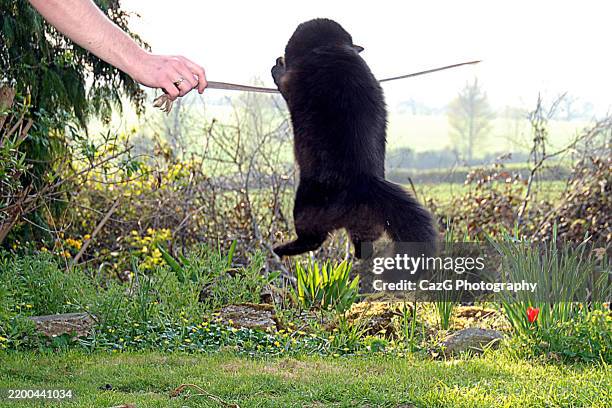 black ragdoll kitten playing in garden - black rag doll stock pictures, royalty-free photos & images