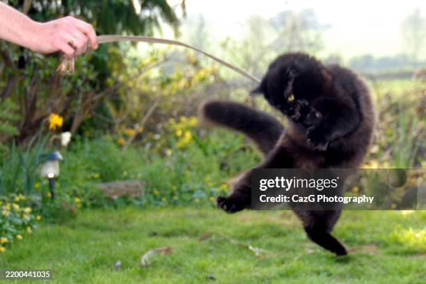black ragdoll kitten playing in garden - black rag doll stock pictures, royalty-free photos & images