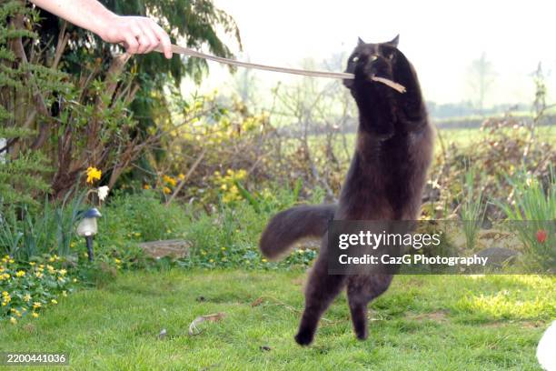 black ragdoll kitten playing in garden - black rag doll stock pictures, royalty-free photos & images