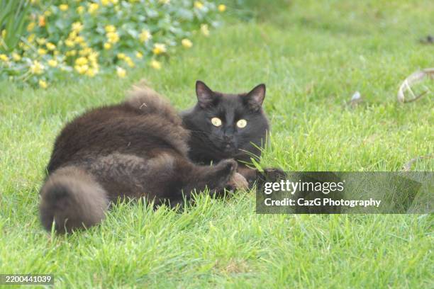 black ragdoll kitten playing in garden - black rag doll stock pictures, royalty-free photos & images