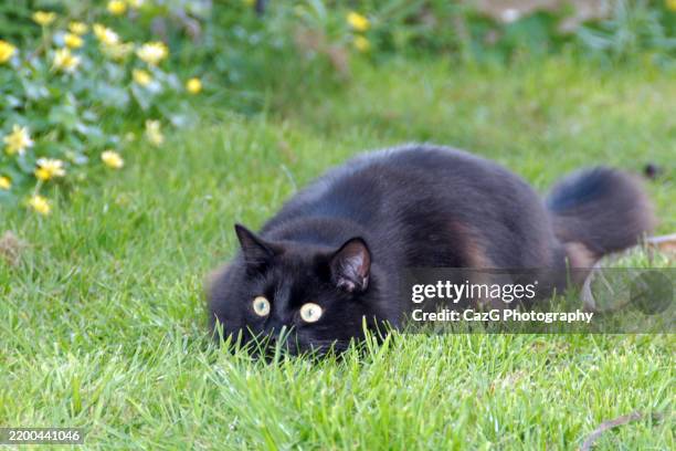 black ragdoll kitten playing in garden - black rag doll stock pictures, royalty-free photos & images