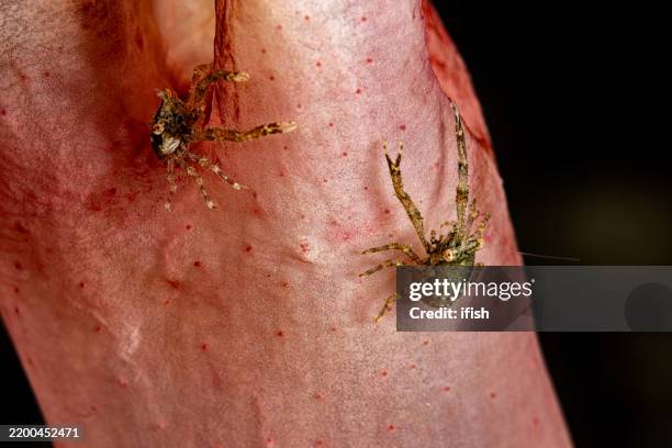 squat lobsters galathea sp. on soft coral stem, lembeh strait, indonesia - hermit crab stock pictures, royalty-free photos & images