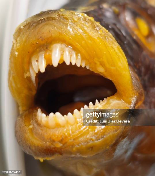 Ballan Rass 34 Ballan Wrasse Stock Photos, High-Res Pictures, and Images - Getty Images
