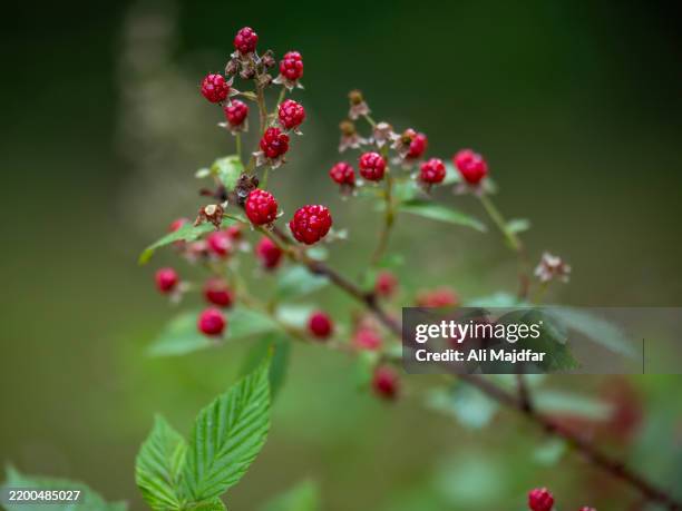 swamp dewberry fruits - lampone mora di rovo foto e immagini stock