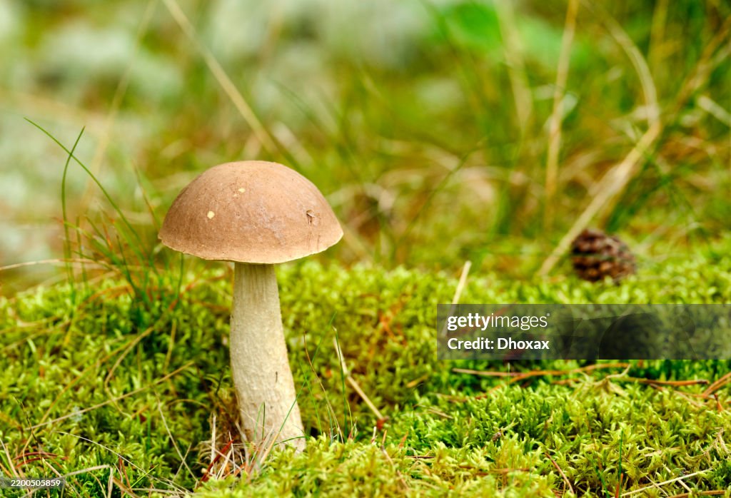 Wild mushroom growing on moss in a lush Danish forest landscape