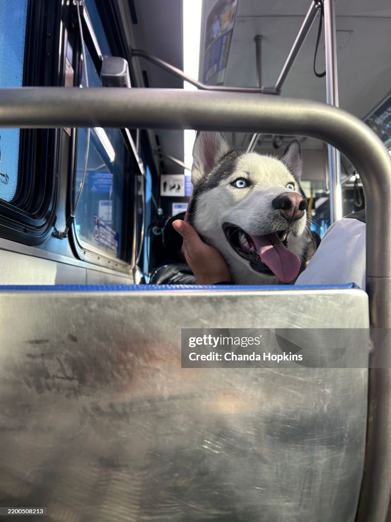 Dog on the Bus
