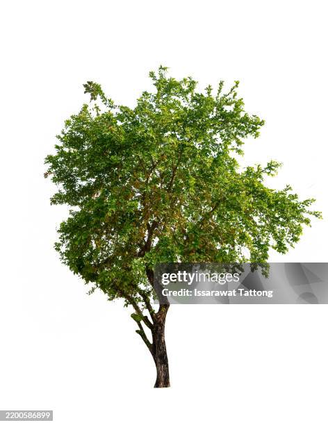 a tree is standing alone on a white background - cespuglio foto e immagini stock