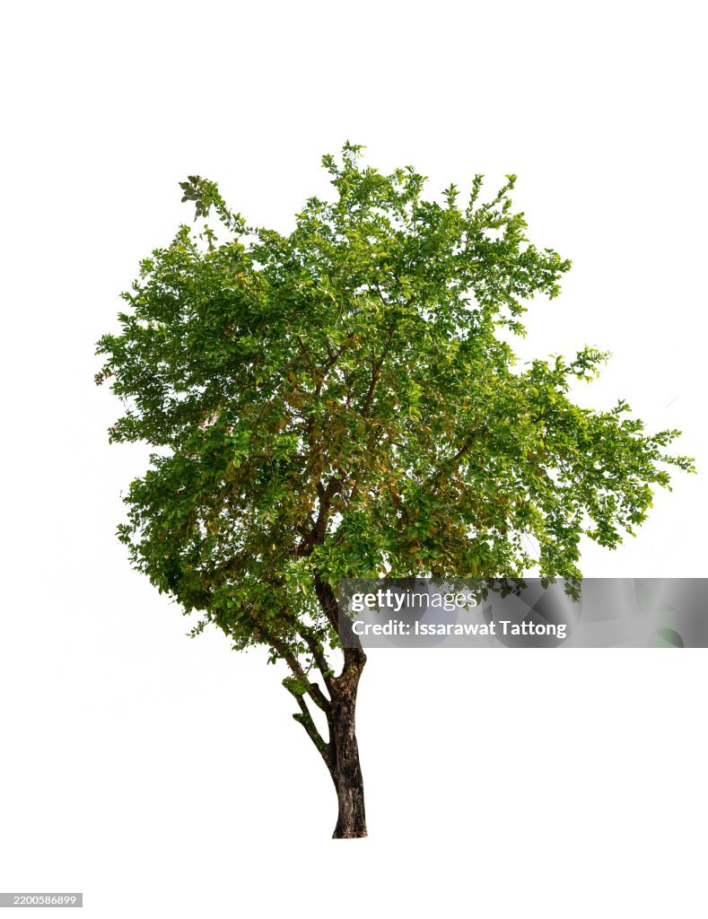 A tree is standing alone on a white background