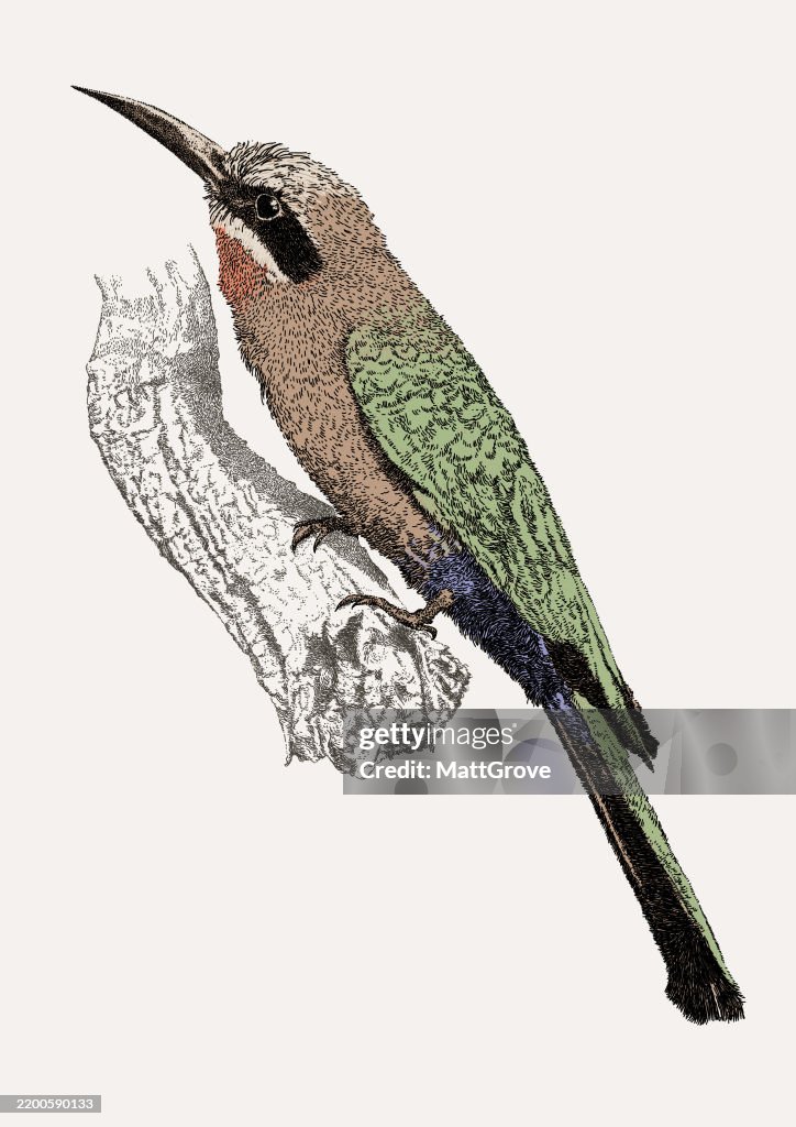White-Fronted Bee Eater Bird
