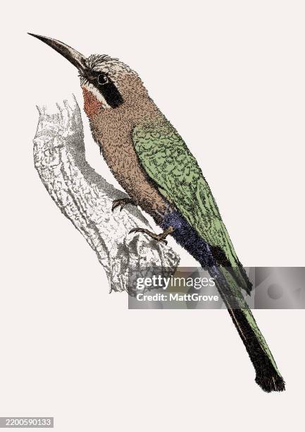 white-fronted bee eater bird - white fronted bee eater stock illustrations