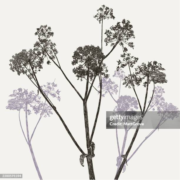 illustrazioni stock, clip art, cartoni animati e icone di tendenza di angelica mucca prezzemolo millefiori - fiore di campo