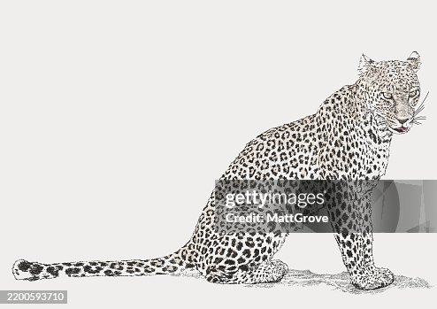 Leopard Seated Leopard Seated