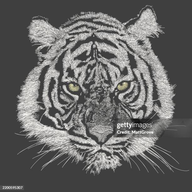 sumatran tiger face - tiger face stock illustrations