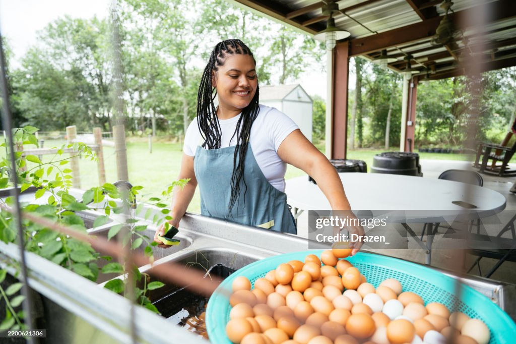 Diverse farmers working on egg farm, cleaning and colecting eggs before distribution to farmers' market