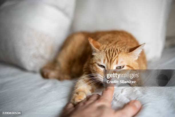 ginger cat gently biting a finger on bed - zärtlich stock-fotos und bilder