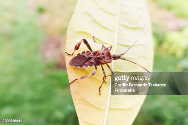Koting Insect 127 Bed Bug Close Up Stock Photos, High-Res Pictures, and Images ...