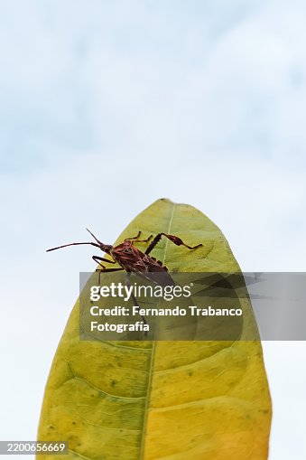 Bug Bug