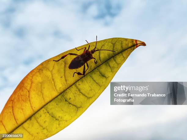 bug - coreidae stock pictures, royalty-free photos & images