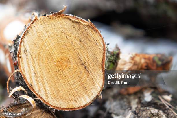 cutting surface of a sawn tree trunk in the forest - sawing stock pictures, royalty-free photos & images