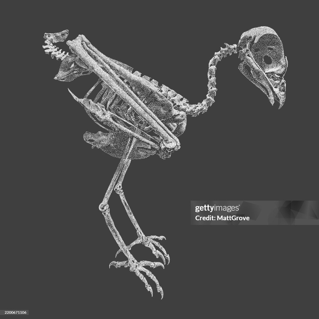 Buzzard Skeleton
