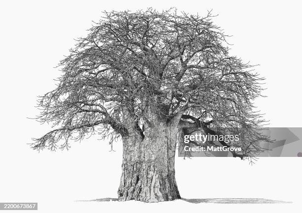 stockillustraties, clipart, cartoons en iconen met giant baobab tree - baobab