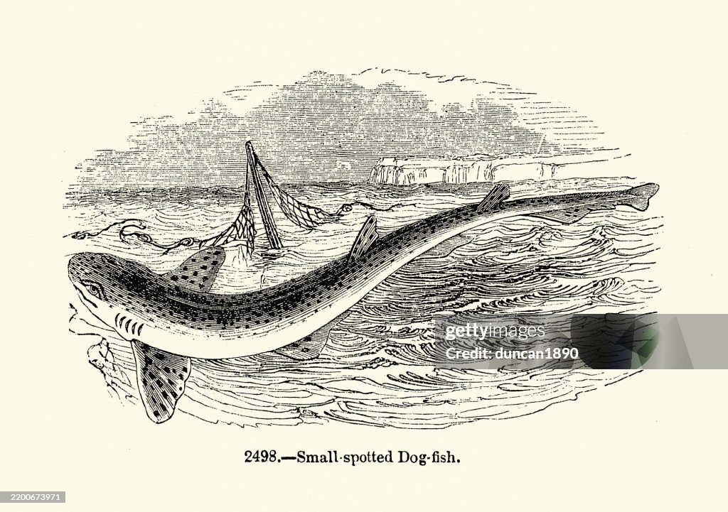 Small-spotted catshark, or dog-fish. Scyliorhinus canicula, Sea life, Wildlife, woodcut print, vintage illustration